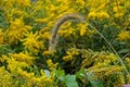 Japanese bristle-grass in meadow with goldenrod.