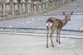 Japanese brown deer on an ancient stone road in Nara Japan