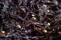 Japanese brown seaweed Hijiki salad with sesame seeds close up as an asian food texture. Royalty Free Stock Photo