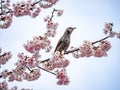 Japanese bulbul in a sakura tree 1 Royalty Free Stock Photo