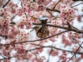 Japanese bulbul in a sakura tree 2 Royalty Free Stock Photo