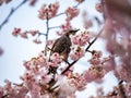 Japanese bulbul in a sakura tree 5 Royalty Free Stock Photo