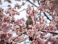 Japanese bulbul in a sakura tree 3 Royalty Free Stock Photo