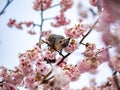 Japanese bulbul in a sakura tree 4 Royalty Free Stock Photo