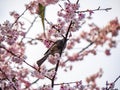 Japanese bulbul in a sakura tree 6 Royalty Free Stock Photo