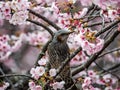 Japanese bulbul in a sakura tree 7 Royalty Free Stock Photo