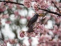 Japanese bulbul in a sakura tree 8 Royalty Free Stock Photo