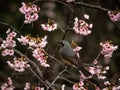 Japanese bulbul in a sakura tree 8 Royalty Free Stock Photo