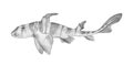 Bullhead shark. Hand drawn black pencil realistic illustration