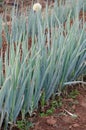 Japanese Bunching Onion Royalty Free Stock Photo