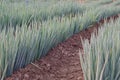 Japanese Bunching Onion Royalty Free Stock Photo