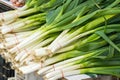 Japanese bunching onion Royalty Free Stock Photo