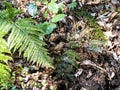 Japanese bush warbler in forest undergrowth 1