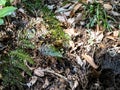 Japanese bush warbler in forest undergrowth 2