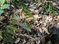 Japanese bush warbler in forest undergrowth 3