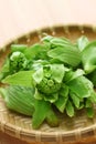 Japanese butterbur shoot fuki no tou on bamboo tray Royalty Free Stock Photo