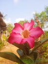 Japanese Cambodian flowers are pink