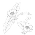 Japanese camelia flower with stem and leaves black ink line drawing. Isolated botanical floral vector illustration.