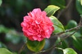 Japanese camellia Camellia japonica 2