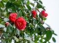 Japanese Camellia Camellia japonica in sunny spring day in Arboretum Park Southern Cultures in Sirius Adler. Close-up red rose Royalty Free Stock Photo