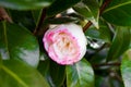 Japanese Camellia, Camellia japonica white and pink flower Royalty Free Stock Photo