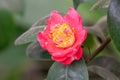 Japanese camellia red flower blooming close-up. Royalty Free Stock Photo