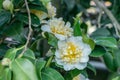 Japanese camellia with white flower