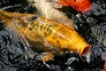 Japanese Carp