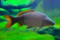 Japanese carp fish