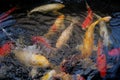 Japanese Carp fish are swimming on pond Royalty Free Stock Photo