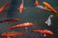 Japanese carp koi - a decorative form of domesticated carp Royalty Free Stock Photo