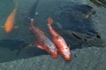 Japanese carp koi - a decorative Royalty Free Stock Photo