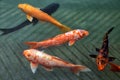 Japanese carp koi - a decorative Royalty Free Stock Photo