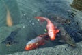 Japanese carp koi - a decorative Royalty Free Stock Photo