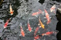 Japanese Carp in Pond - Tokyo