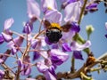 Japanese carpenter bee feeds from flowering trees 2
