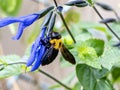 Xylocopa Japanese carpenter bees on sage flowers 16