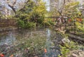 Japanese carps in the pond of Atago shrine with petals of cherry blossoms.