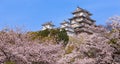 Japanese castle and Beautiful flower Royalty Free Stock Photo