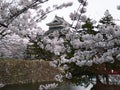 Japanese Castle during Cherry