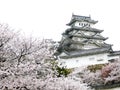 Japanese Castle during Cherry Blossom Royalty Free Stock Photo