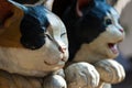 Japanese Cat Statues