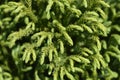 Japanese cedar Globosa Nana Royalty Free Stock Photo