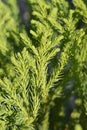 Japanese cedar Little Champion Royalty Free Stock Photo