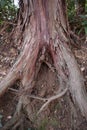 Japanese Cedar roots with cracked bark Royalty Free Stock Photo