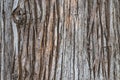 Japanese Cedar tree bark texture Royalty Free Stock Photo