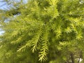 Japanese Cedar Tree Leaves Royalty Free Stock Photo