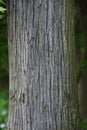 Japanese cedar tree trunk and bark Royalty Free Stock Photo