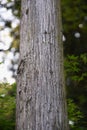 Japanese cedar tree trunk and bark Royalty Free Stock Photo