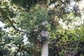 Japanese cedar tree trunk and bark Royalty Free Stock Photo